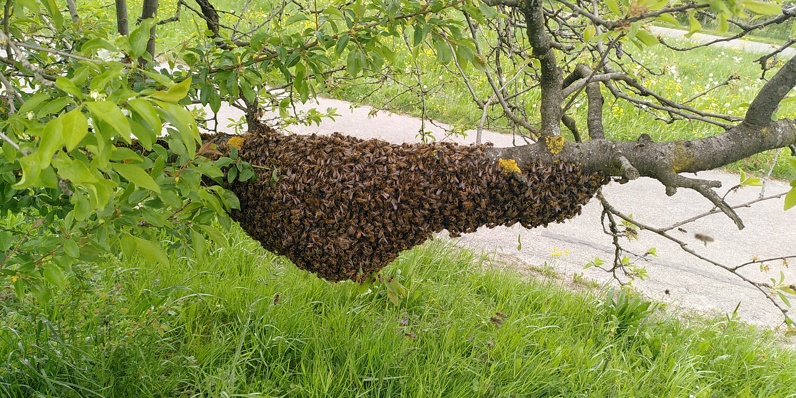 Vestibulum ante ipsum primis.